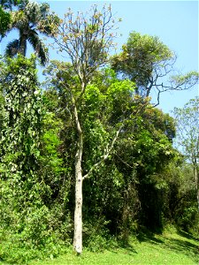 Cedrela fissilis in the Jardim Botânico de São Paulo, São Paulo City, SP, Brazil.