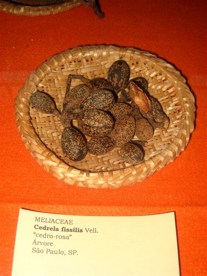 Cedrela fissilis specimen in the Museu Botânico Dr. João Barbosa Rodrigues, Jardim Botânico de São Paulo, São Paulo City, SP, Brazil.