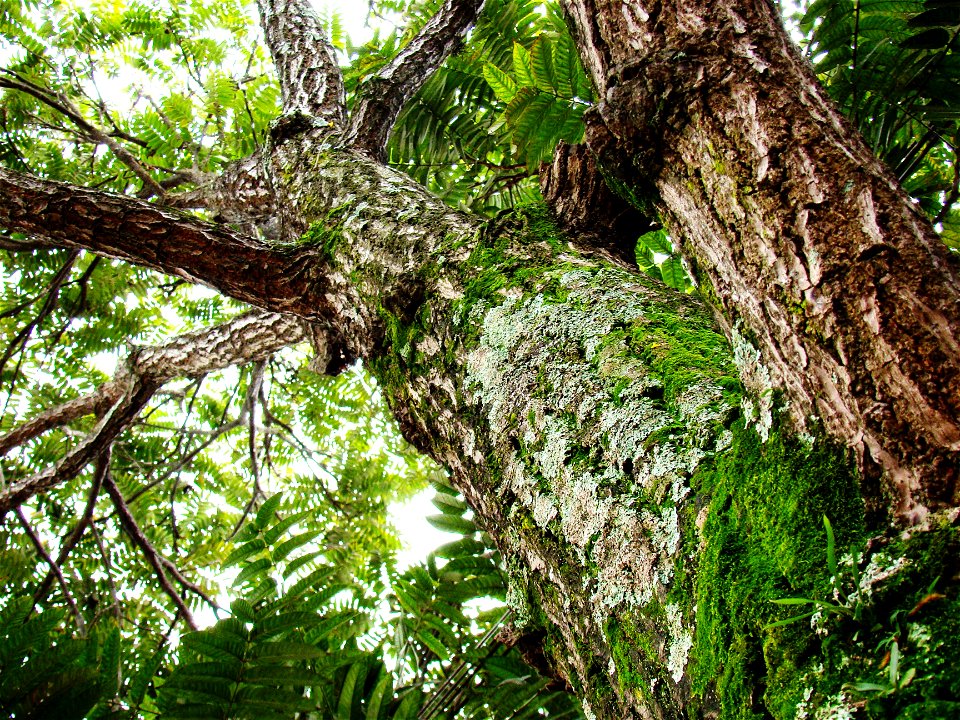 cedro rosa ceret sao paulo