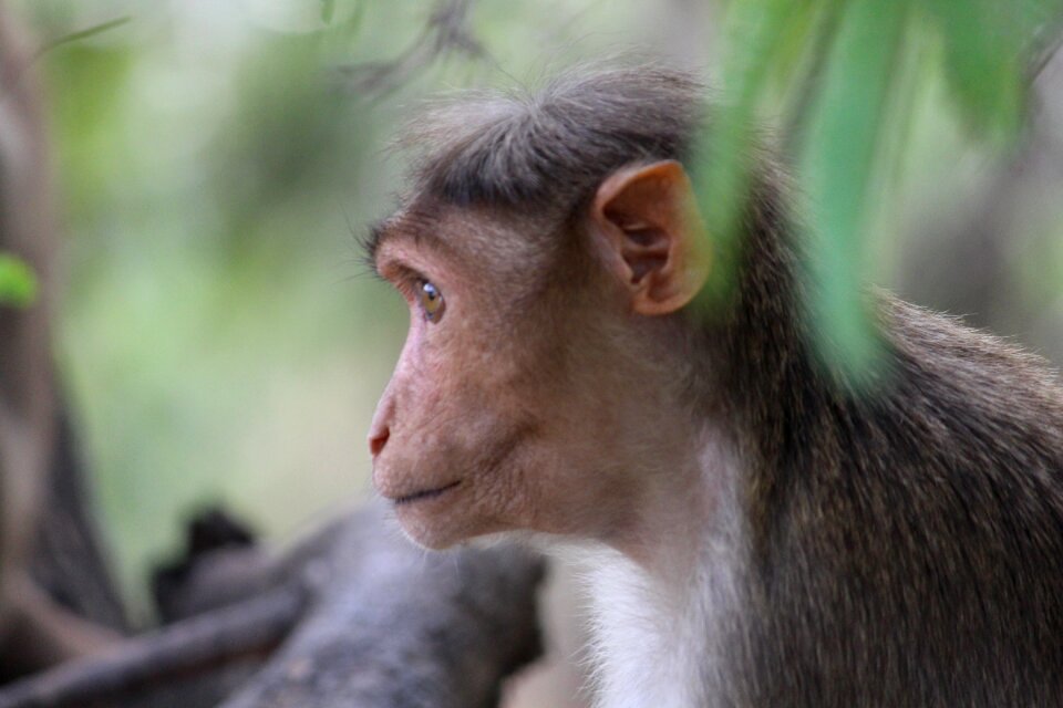Wildlife nature mammal