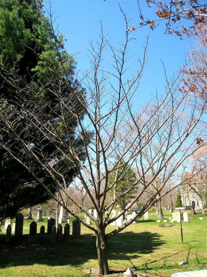 Picrasma quassioides, Mount Auburn Cemetery, Cambridge, Massachusetts, USA.