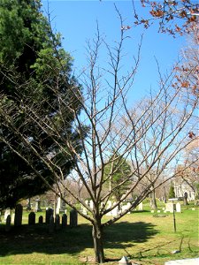 Picrasma quassioides, Mount Auburn Cemetery, Cambridge, Massachusetts, USA.
