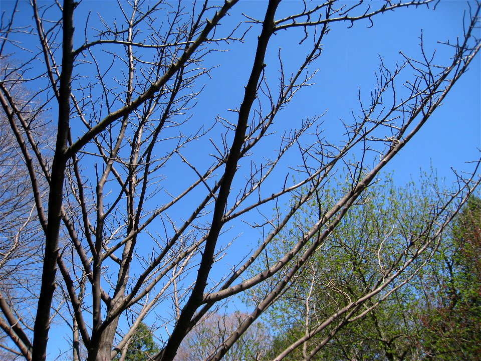 Picrasma quassioides, Mount Auburn Cemetery, Cambridge, Massachusetts, USA.