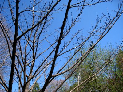 Picrasma quassioides, Mount Auburn Cemetery, Cambridge, Massachusetts, USA.