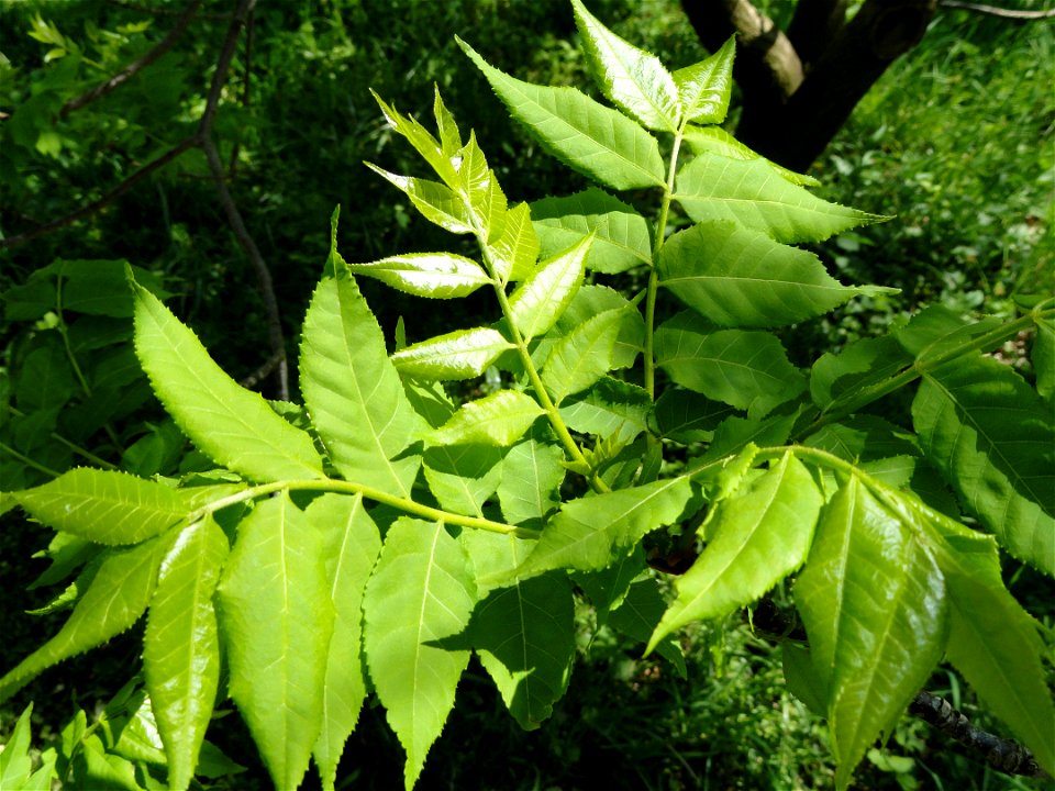 Picrasma quassioides specimen in the Botanischer Garten München-Nymphenburg, Munich, Germany.