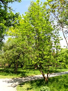 Picrasma quassioides specimen in the Botanischer Garten München-Nymphenburg, Munich, Germany.