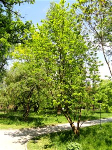 Picrasma quassioides specimen in the Botanischer Garten München-Nymphenburg, Munich, Germany. photo