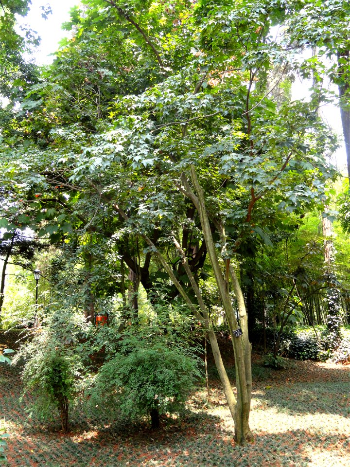 Plant specimen in the Kunming Botanical Garden, Kunming, Yunnan, China.