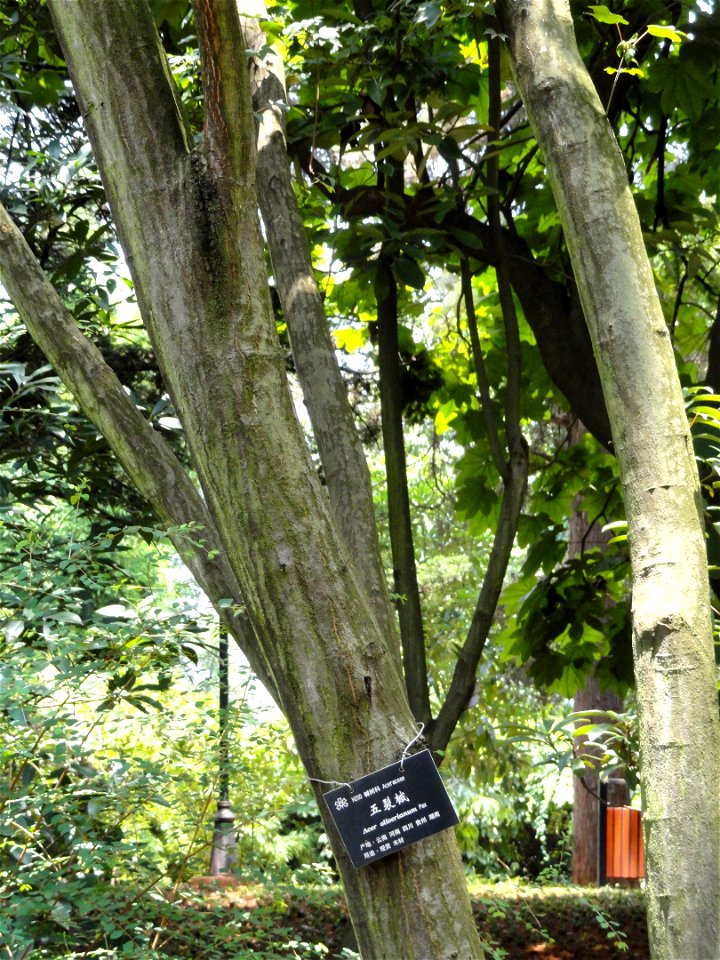 Plant specimen in the Kunming Botanical Garden, Kunming, Yunnan, China.