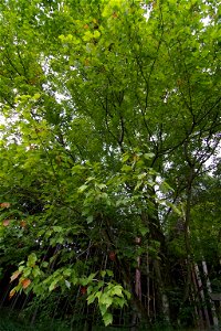 Autogenous area of Acer pycnanthum (Iwamura, Ena City, Gifu Pref., Japan photo