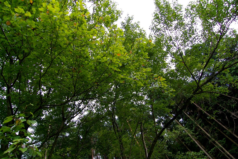 Autogenous area of Acer pycnanthum (Iwamura, Ena City, Gifu Pref., Japan