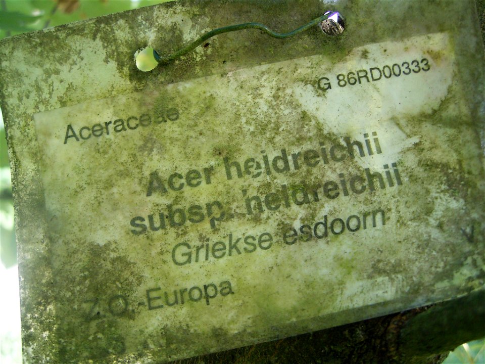 This photo shows Acer heidrechii