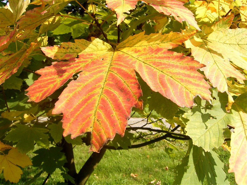 This photo shows Acer heidrechii