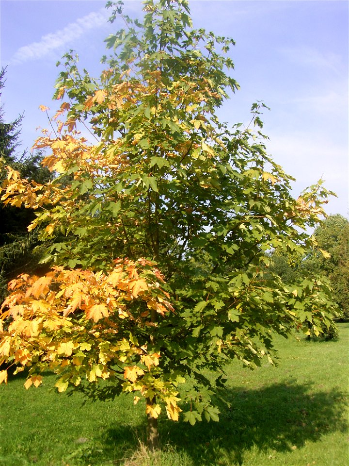 This photo shows Acer heidrechii