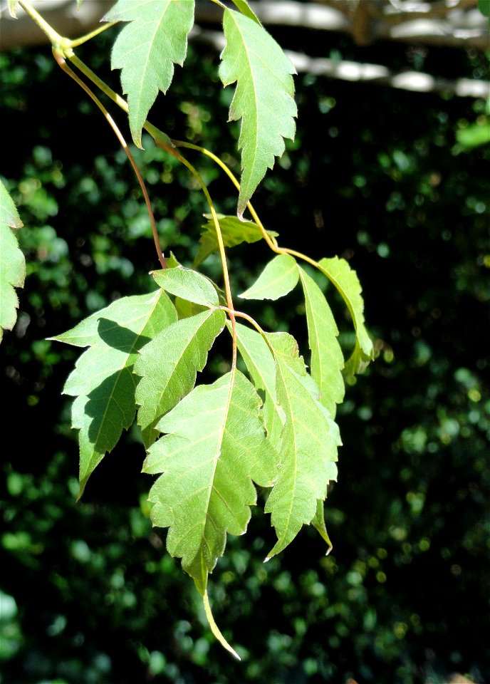 Acer cissifolium specimen in the J. C. Raulston Arboretum (North Carolina State University), 4415 Beryl Road, Raleigh, North Carolina, USA.