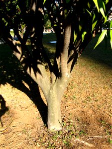 andiroba (carapa guianensis) com caule provavelmente atacado pel alagarta Hypsipyla grandela. Foto tirada no parque Ceret Sao paulo capital, junto a mais 95 exemplares da mesma árvore. Português: photo