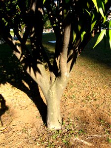 andiroba (carapa guianensis) com caule provavelmente atacado pel alagarta Hypsipyla grandela. Foto tirada no parque Ceret Sao paulo capital, junto a mais 95 exemplares da mesma árvore.
Português: 