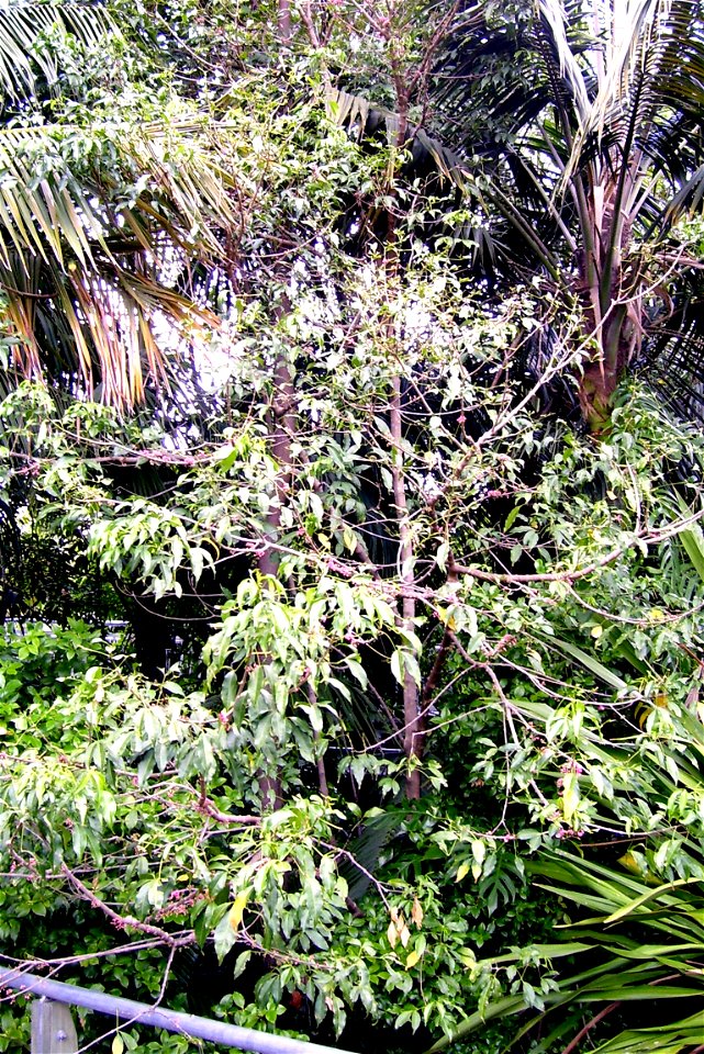 Melicope rubra syn. Evodiella muelleri (Little Euodia), Rainforest, Roma Street Parkland, Brisbane