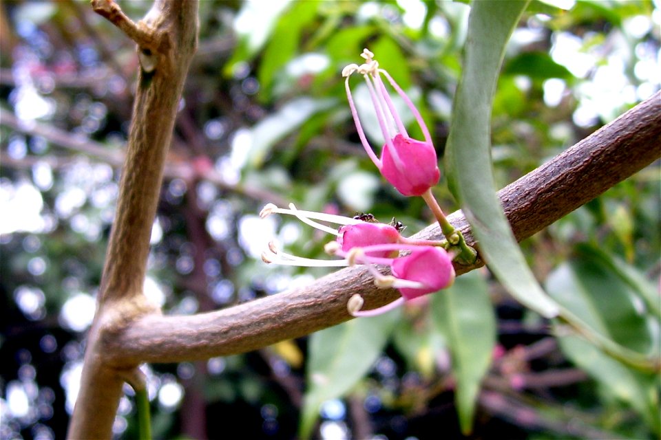 Melicope rubra syn. Evodiella muelleri (Little Euodia) with ants, Rainforest, Roma Street Parkland, Brisbane