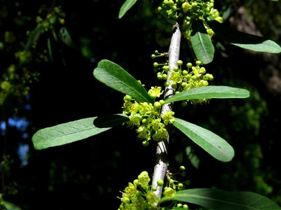 Rama florida de Schinus polygamus (Anacardiaceae). Real Jardín Botánico de Madrid.