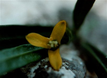 Blüte von Cneorum tricoccon L. (Rutaceae)