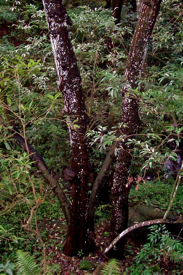 Synoum_-_large_tree_Chatswood_west, 15 metres tall, 7 trunks