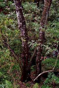 Synoum_-_large_tree_Chatswood_west, 15 metres tall, 7 trunks photo