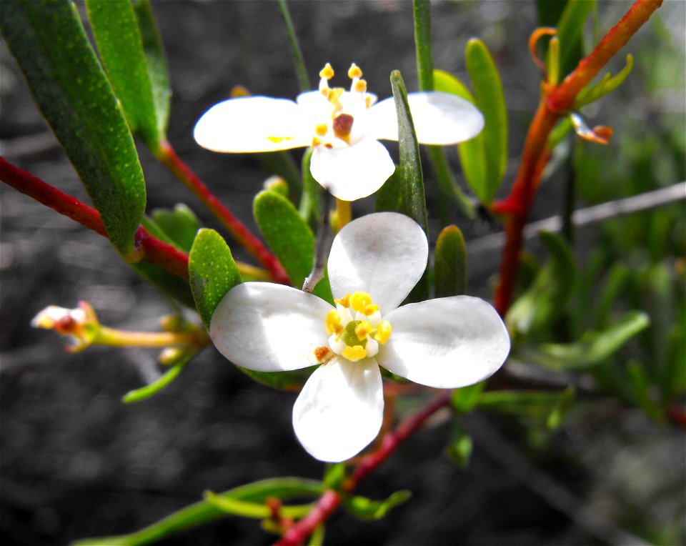 Bushrue, Cneoridium dumosum, at Torrey Pines State Reserve, San Diego, California, USA.