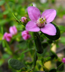 Boronia crenulata 'Shark Bay' at Quail Botanical Gardens in Encinitas, California, USA. Identified by sign.