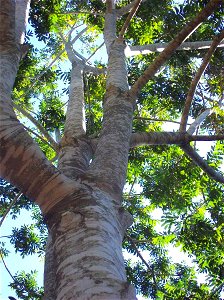 Signposted Dysoxylum rufum at Pearl Beach, NSW, Australia