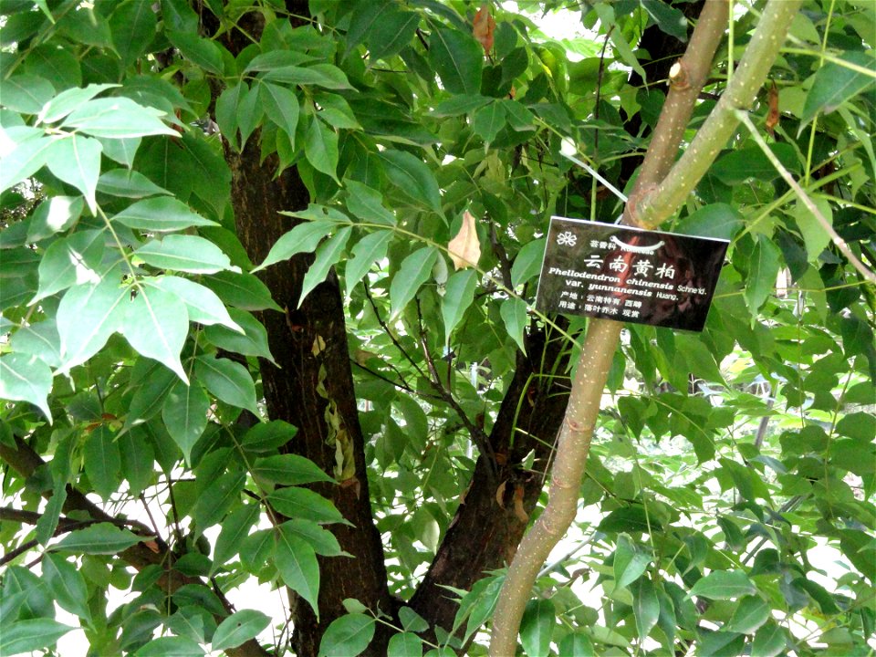 Plant specimen in the Kunming Botanical Garden, Kunming, Yunnan, China.