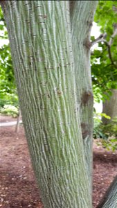 Chadwick Arboretum and Learning Gardens
Lane Avenue Gardens
The Ohio State University

Columbus, Ohio