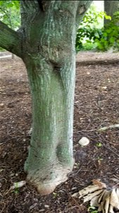 Chadwick Arboretum and Learning Gardens Lane Avenue Gardens The Ohio State University Columbus, Ohio photo