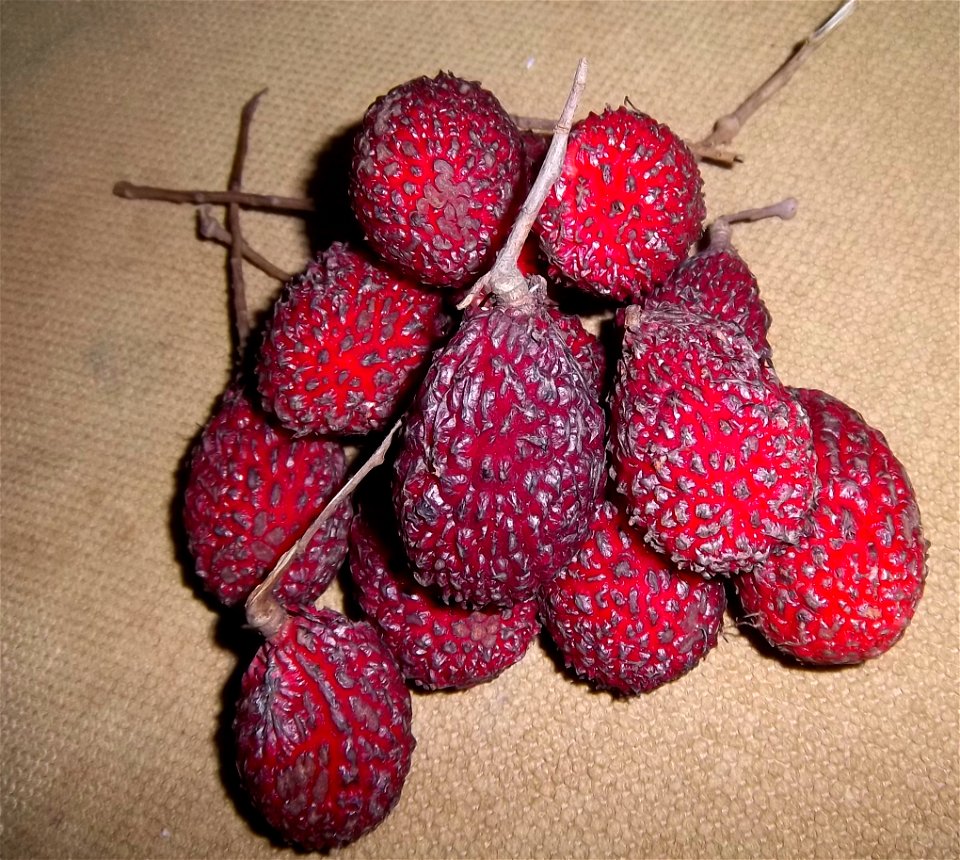 Hairless Rambutan (Nephelium xerospermoides)