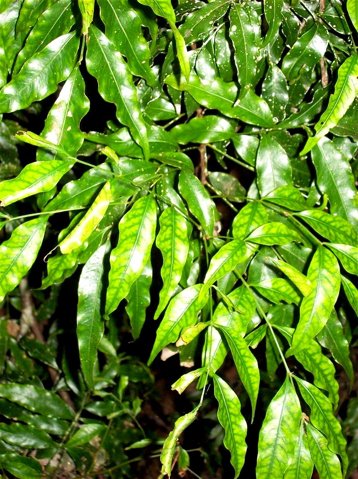 Lepiderema pulchella at Coffs Harbour Botanic Gardens, NSW, Australia
