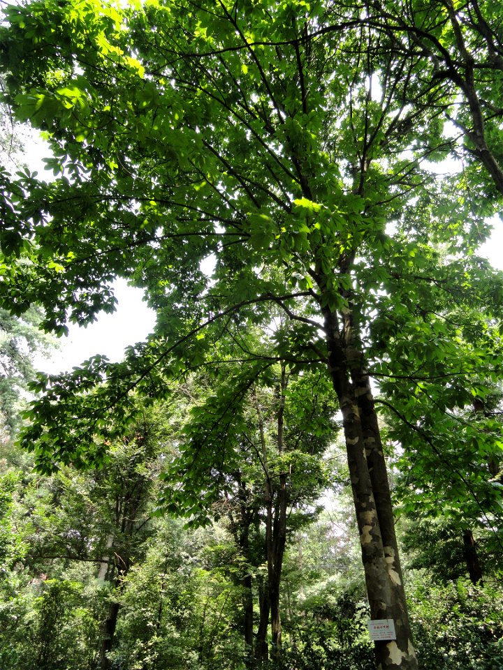 Plant specimen in the Kunming Botanical Garden, Kunming, Yunnan, China.
