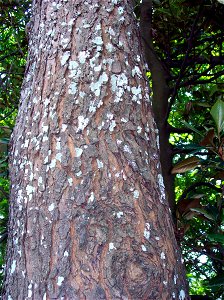 Dysoxylum mollissimum, Red Bean - Royal Botanic Gardens, Sydney, Australia photo