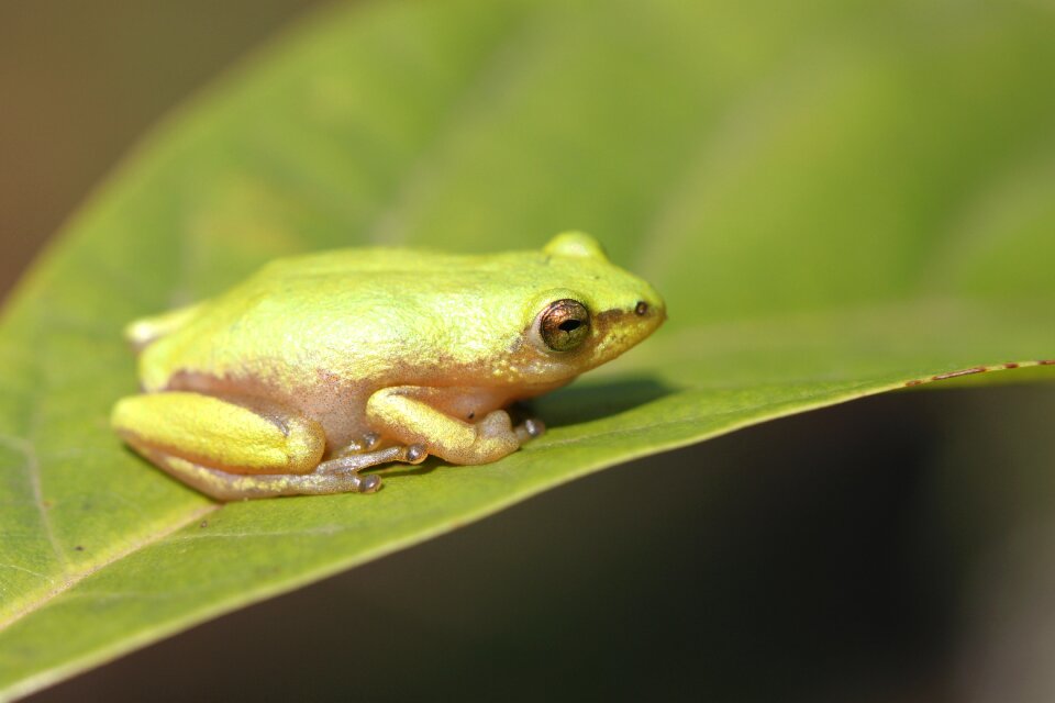 Hyperolid hyperolidae reed frog