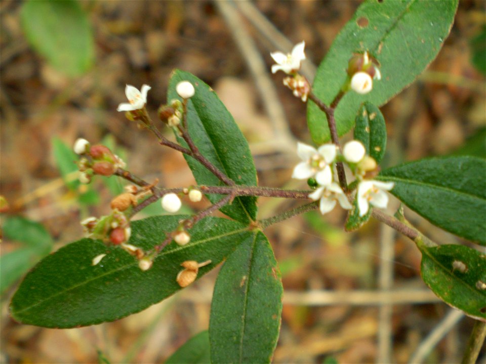 Zieria smithii, Sandfly Zieria, flower and leaf.