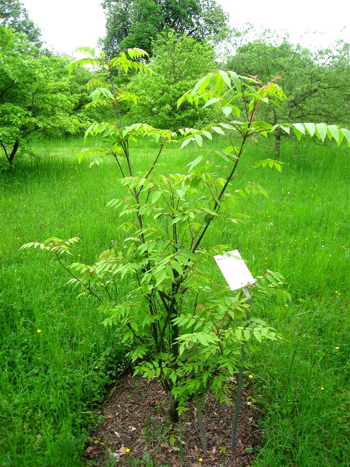 Dipteronia sinensis specimen in the Botanischer Garten, Berlin-Dahlem (Berlin Botanical Garden), Berlin, Germany.