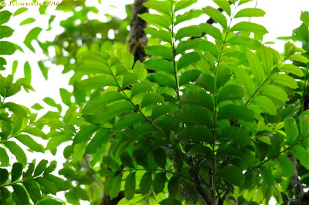 Canjarana (Cabralea canjerana). Espécie bastante plástica, se comportando como pioneira, secundária tardia e, também, como clímax. É facilmente encontrada em vegetação secundária, principalmente capoe