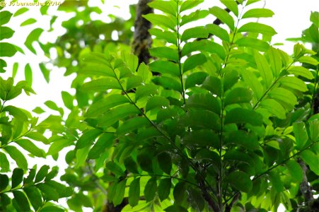 Canjarana (Cabralea canjerana). Espécie bastante plástica, se comportando como pioneira, secundária tardia e, também, como clímax. É facilmente encontrada em vegetação secundária, principalmente capoe photo