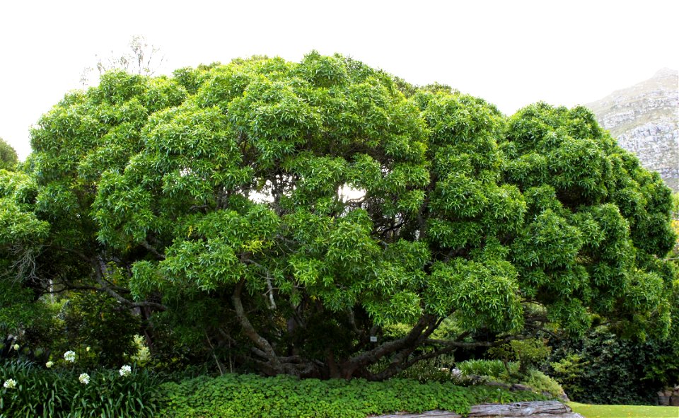 White Ironwood tree of South Africa