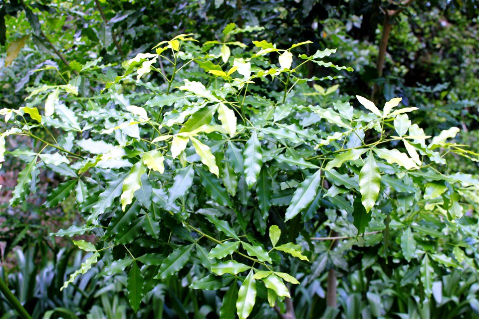 Foliage of the White Ironwood tree of South Africa