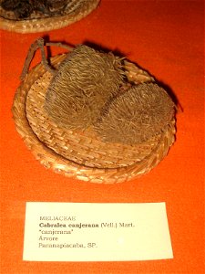 Cabralea canjerana specimen in the Museu Botânico Dr. João Barbosa Rodrigues, Jardim Botânico de São Paulo, São Paulo City, SP, Brazil.