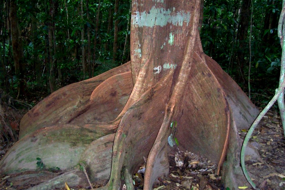 Dysoxylum_pettigrewianum, Spurwood at Mossman Gorge, Daintree River National Park, Qld, Australia