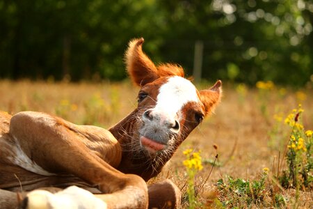 Animal nature mare