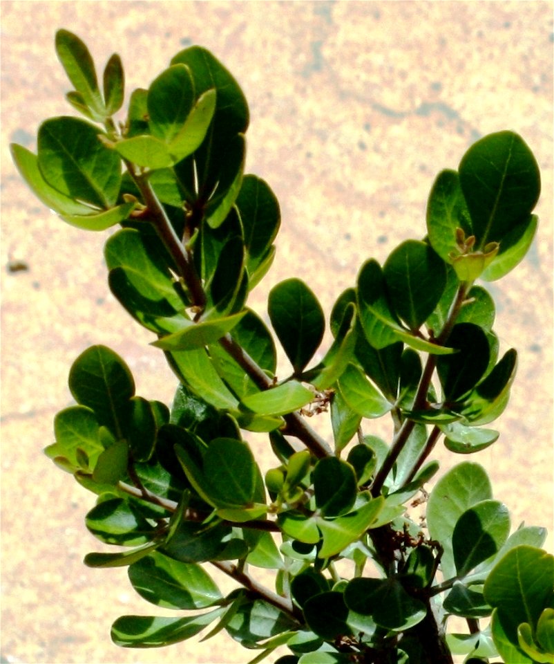 Leaves of Rhus lucida tree. Photo taken in Cape Town.