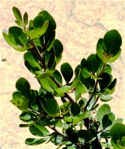 Leaves of Rhus lucida tree. Photo taken in Cape Town.