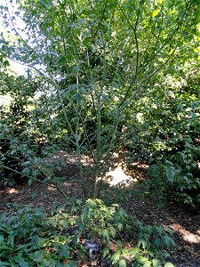 Acer elegantulum specimen in the J. C. Raulston Arboretum (North Carolina State University), 4415 Beryl Road, Raleigh, North Carolina, USA. photo